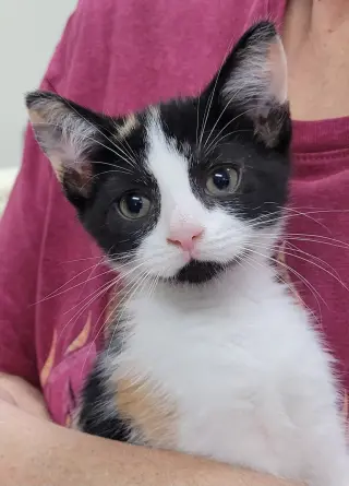 Sabrina