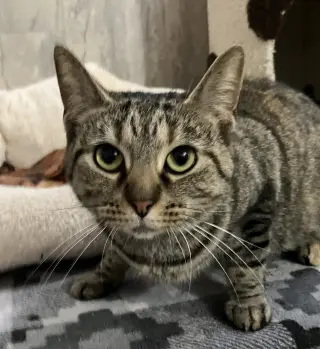 Kamir