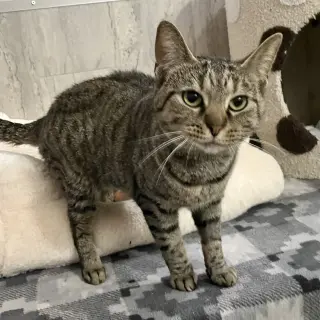 Kamir