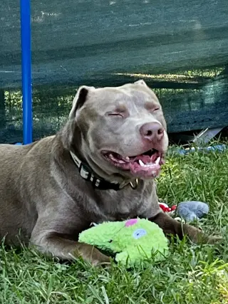 Cooper