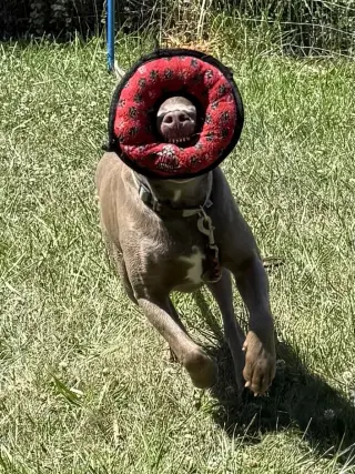 Cooper