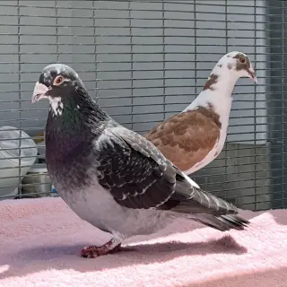 Petunia & Bonito