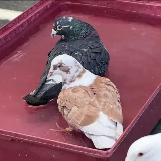 Petunia & Bonito