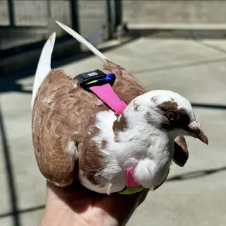 Petunia & Bonito