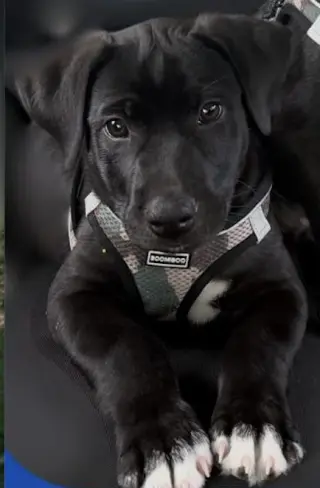 Tucker