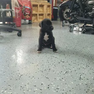 Tucker