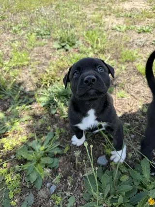 Tucker