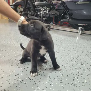 Tucker