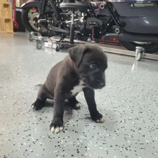 Tucker
