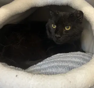 Salem