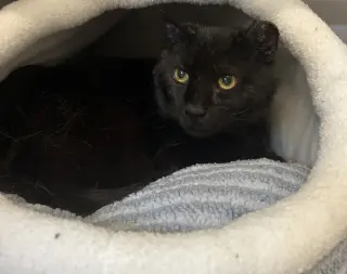 Salem