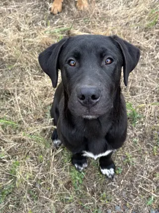 URGENT - Hank