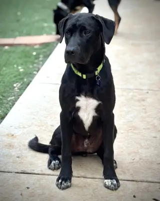 URGENT - Hank