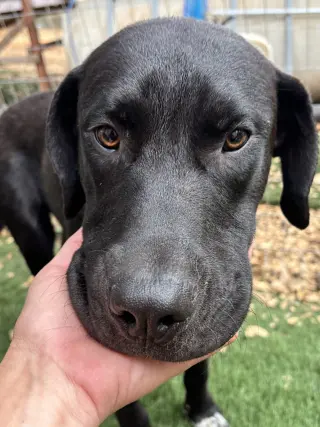 URGENT - Hank