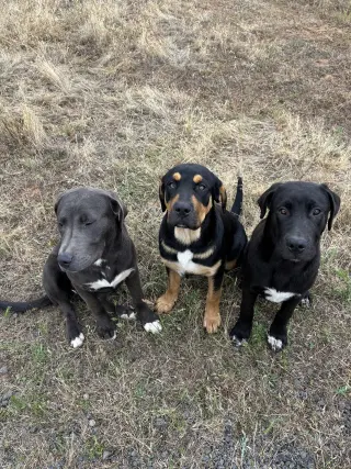 URGENT - Hank