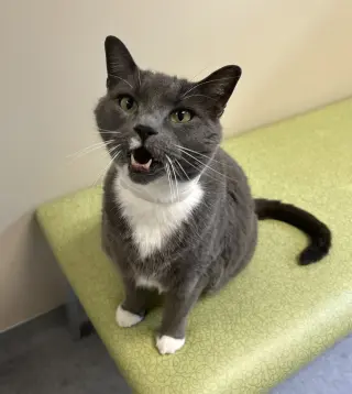 Sammy