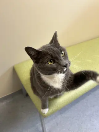 Sammy