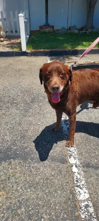 Snickers