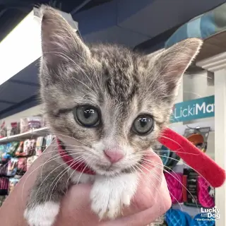 Hermione