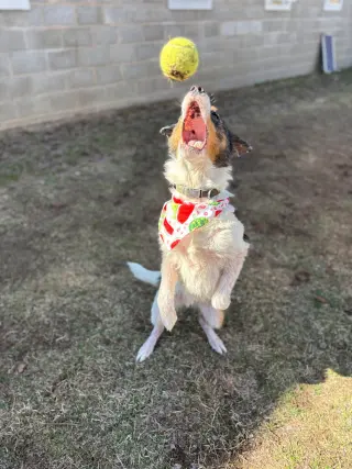 Duke