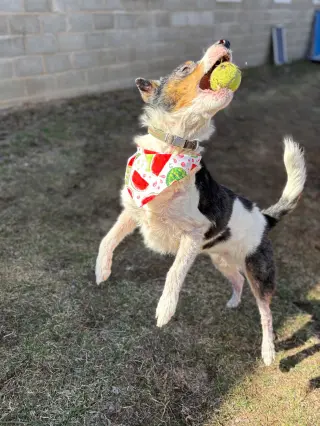 Duke