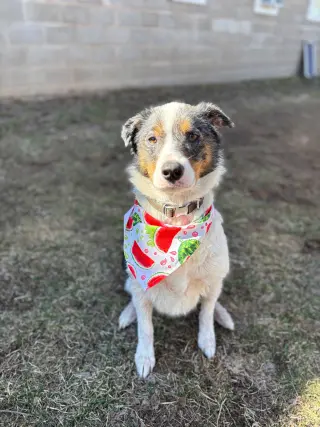 Duke