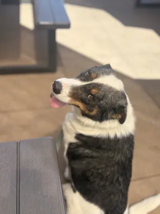 Duke