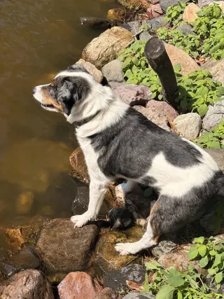 Duke