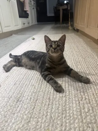 Goose