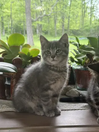 Moose