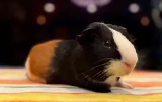 Pedro & Groucho