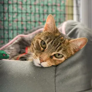 Tabitha