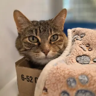 Tabitha