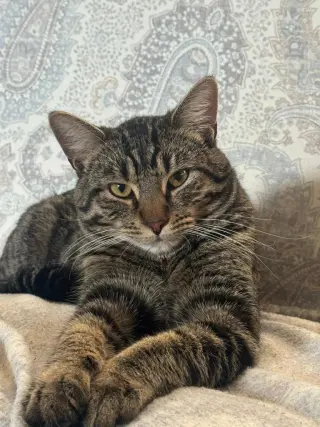 Yoshi