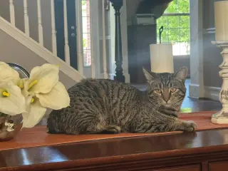 Yoshi