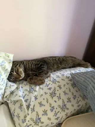 Yoshi
