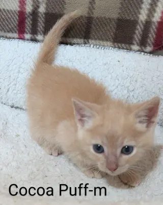 Cocoa Puff