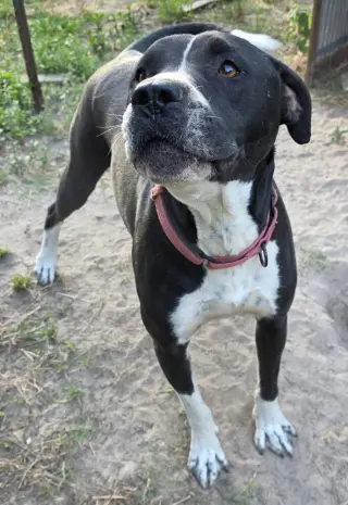 Oscar the Outstanding
