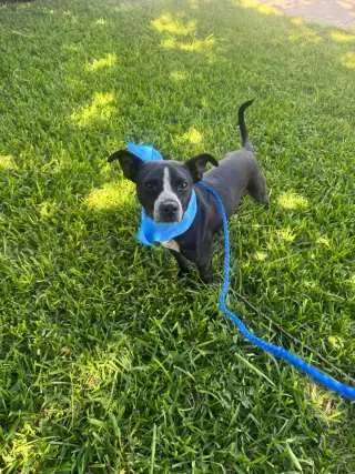 Enzo