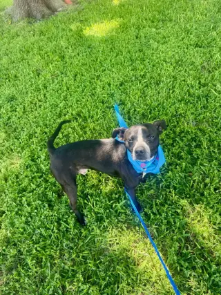 Enzo