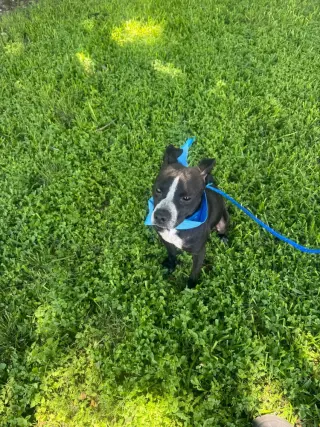 Enzo