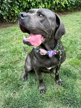 Kuma