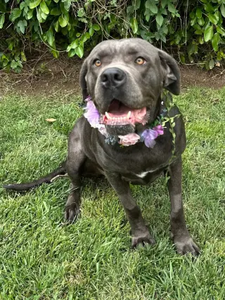 Kuma