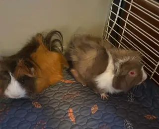 Dewey and Louie