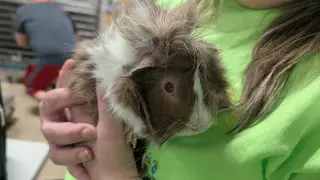 Dewey and Louie