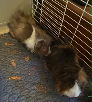 Dewey and Louie