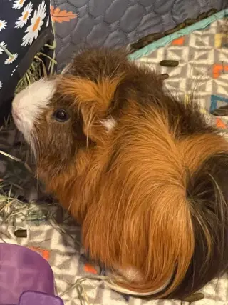 Dewey and Louie
