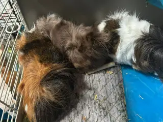 Dewey and Louie