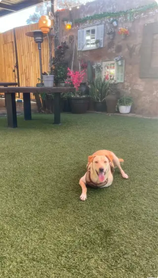 Suni