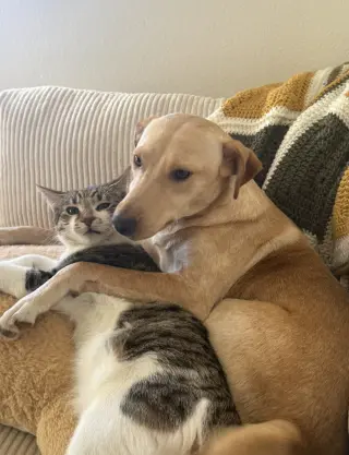 Suni